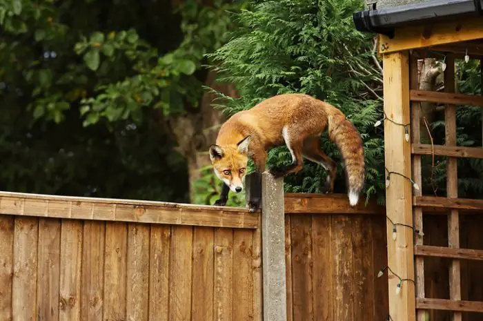 red fox on a fence