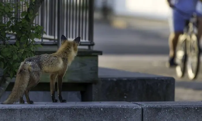 red fox in the city watching a passing bike