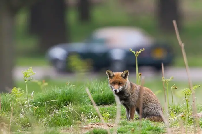 Fox next to a road