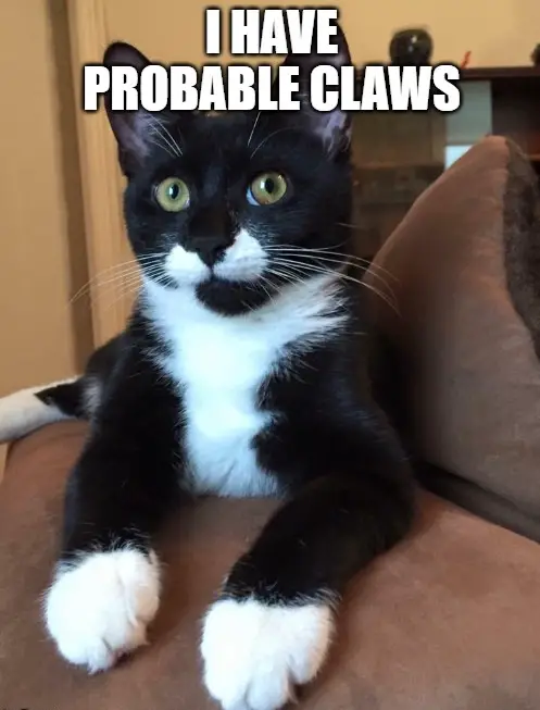 a cat with "probable claws"
