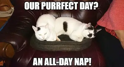 purrfect-cat-day pun