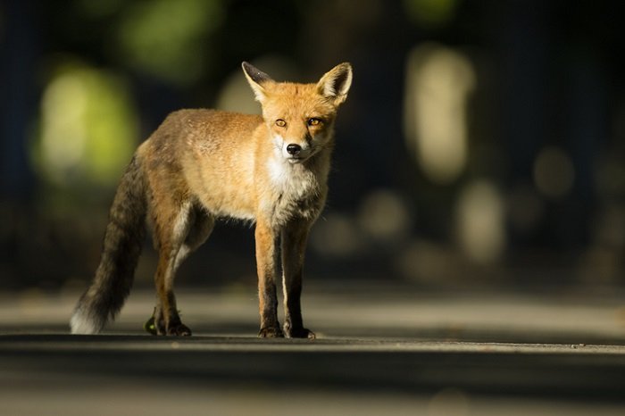 an urban fox in the road