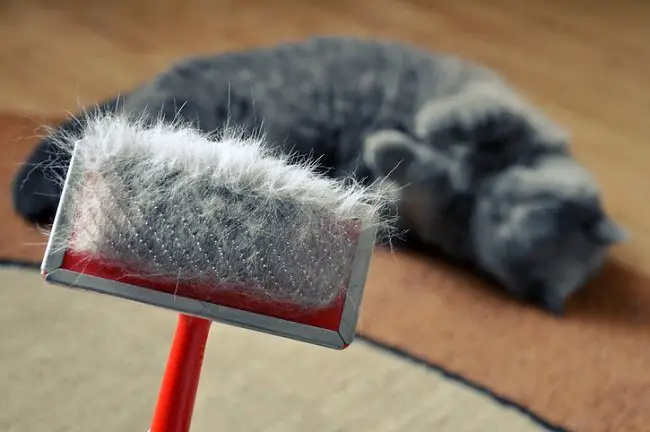 cat brush covered in cat hair