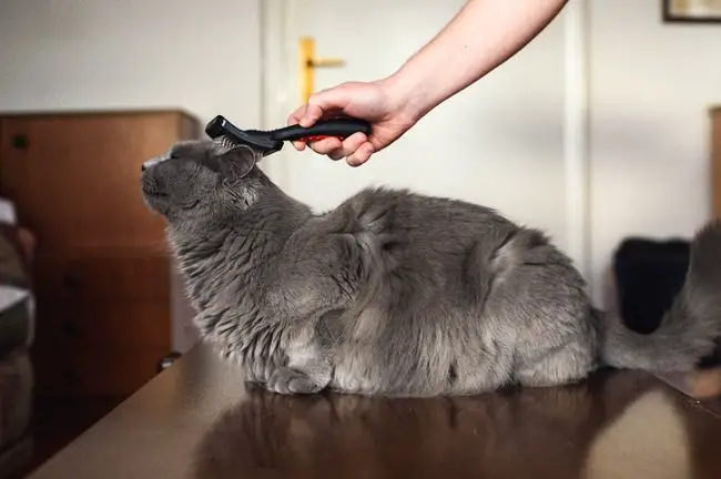 a grey cat being groomed