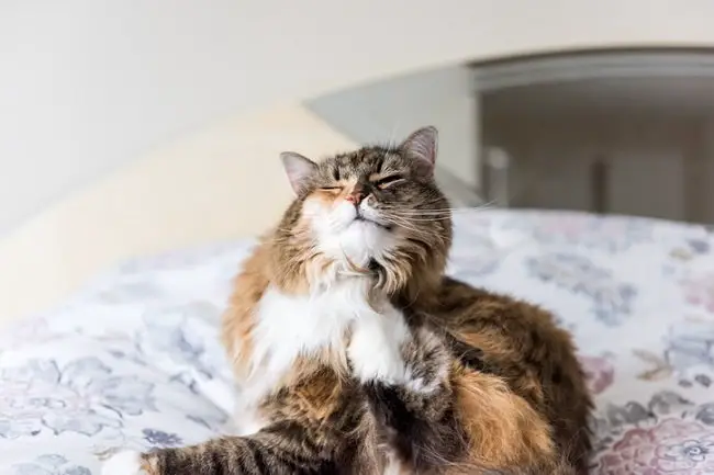 cat scratching itself