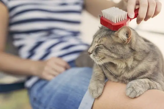 tabby cat getting combed