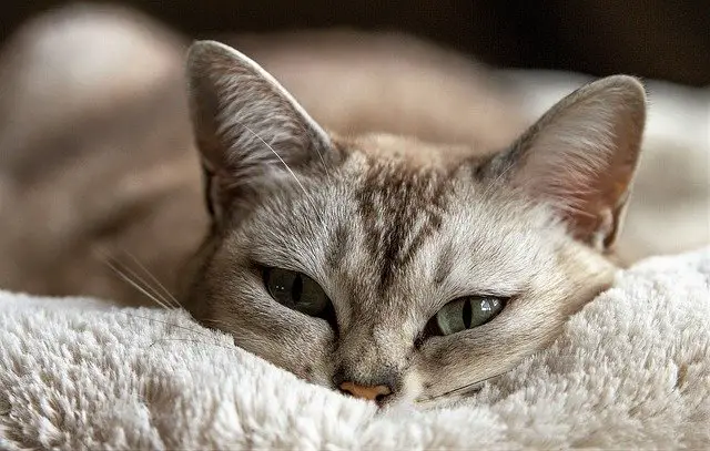 tabby cat relaxing