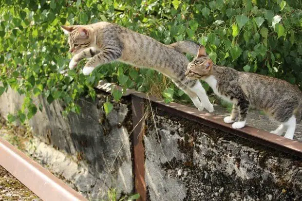 cats-leaping-off-fence