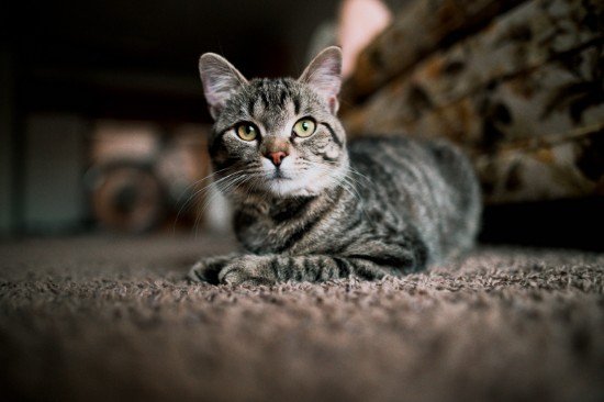 8 Simple Ways To Get Cat Hair Out Of Your Carpet Tuxedo Cat