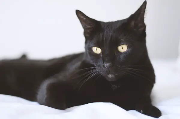 black-cat-relaxing-on-bed