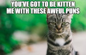 66 Cat Puns: Pawsitively A-mewsing Funny Feline Vocabulary