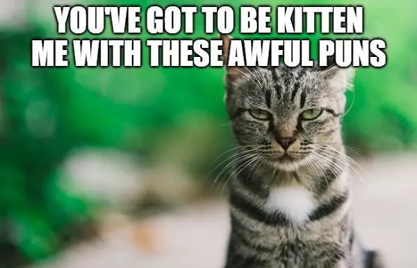 cat looks unimpressed with awful cat puns