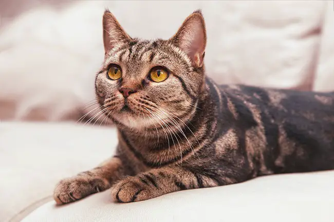 british short hair cat indoors on sofa