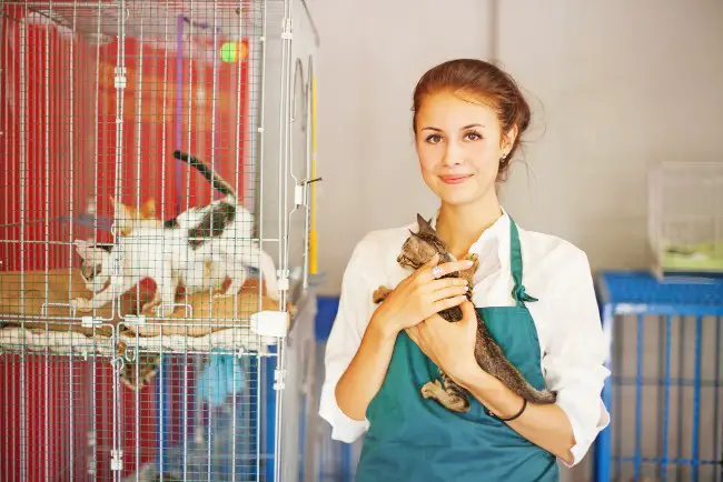 woman working in a cat shelter
