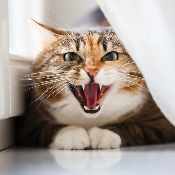 scared cat meowing