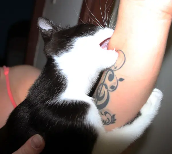 black and white cat bites tattooed arm