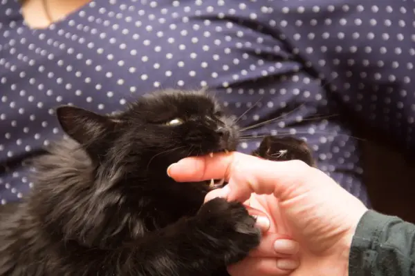 black cat play biting finger