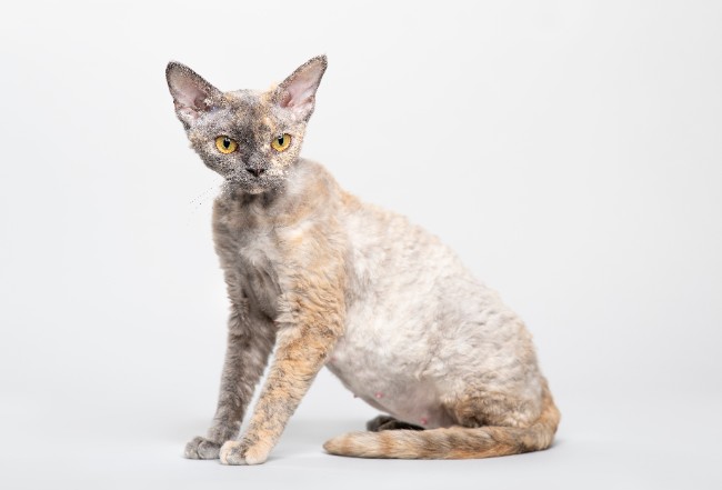 cat - devon rex breed