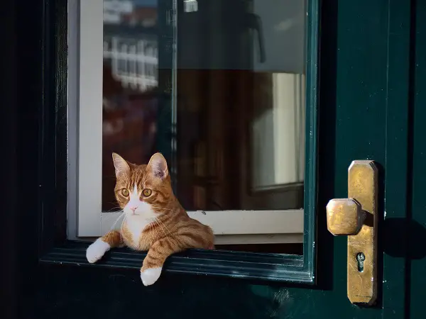 cat leaning out of door window