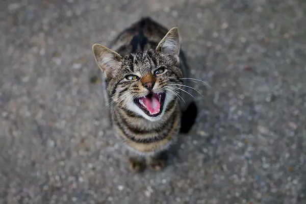 hungry cat meowing