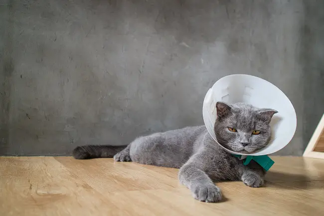 british short hair with cone
