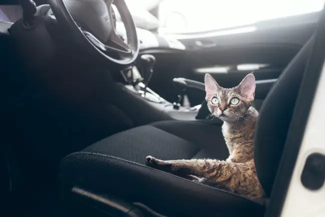 devon rex cat sat in a car waiting to be taken to it's new home