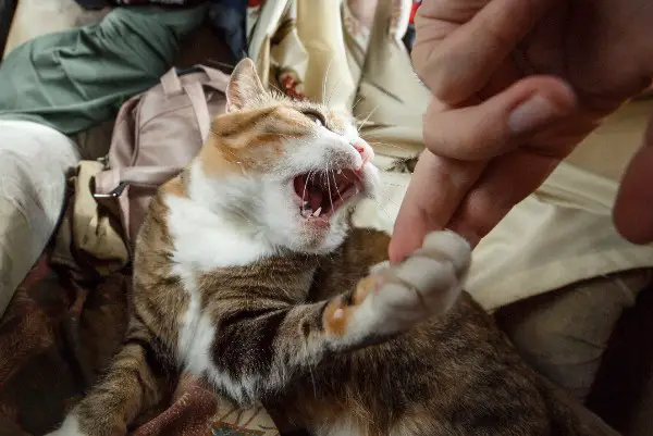 ginger cat play fighting