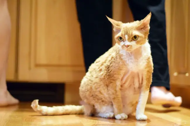 ginger devon rex cat sat in kitchen