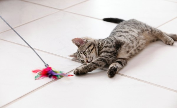 kitten playing