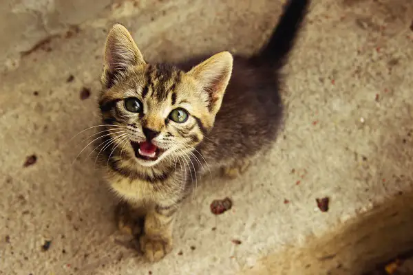 young kitten meowing