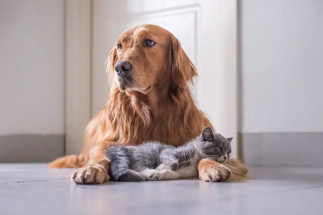 Golden retrievers and British shorthair relaxing together