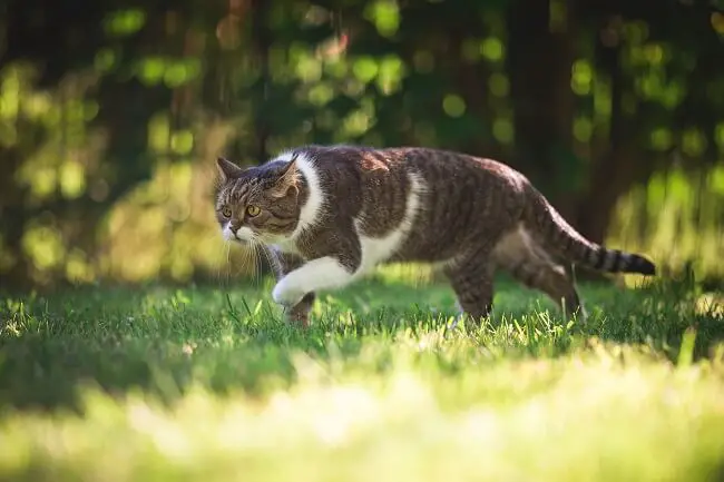 cat hunting in garden
