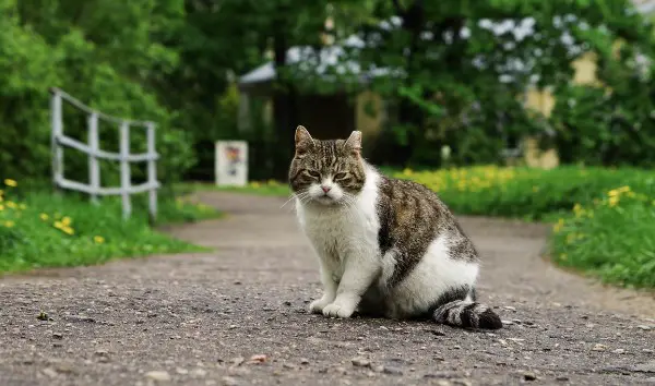 cat sat on garden drive