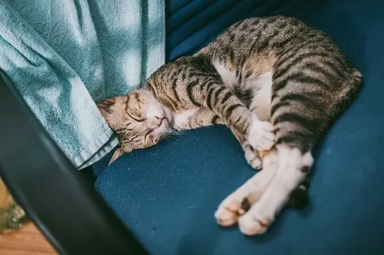 how to make a cat sleep instantly
