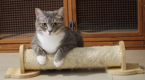 indoor cat chilling