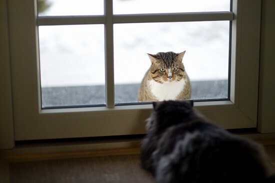 indoor cat staring at outdoor cat