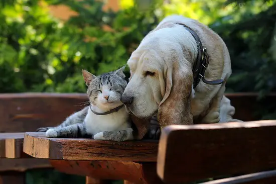 basset hound and cat