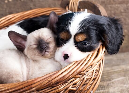 cavalier king charles spaniel and cat