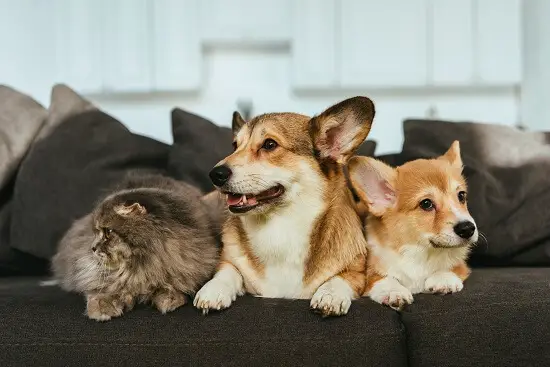 corgis and cat