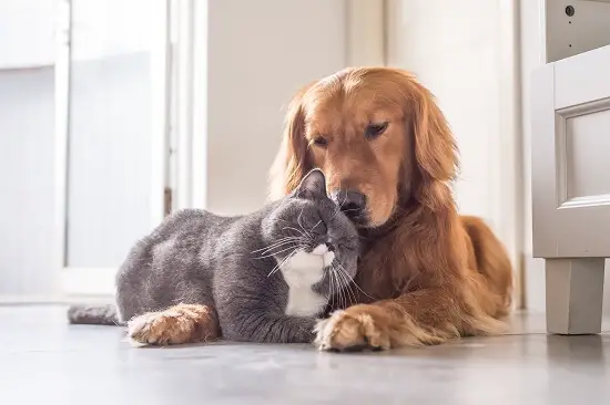 golden retriever and cat