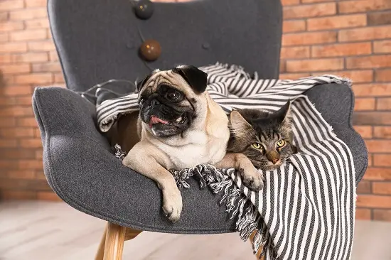 pug and cat