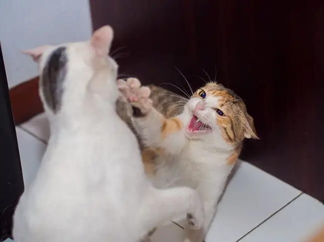 two-cats-fighting-indoors
