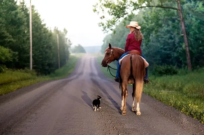 Girl, horse and cat