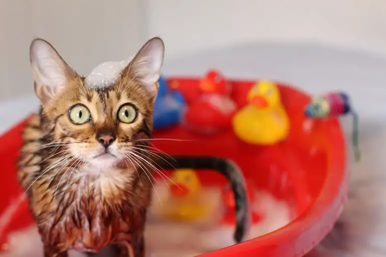 cat in a bath with shampoo on head