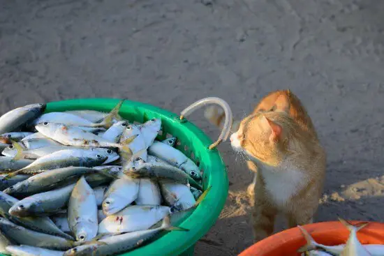 cat looking at bucket of tuna fish