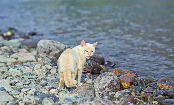 cat on the banks of a river