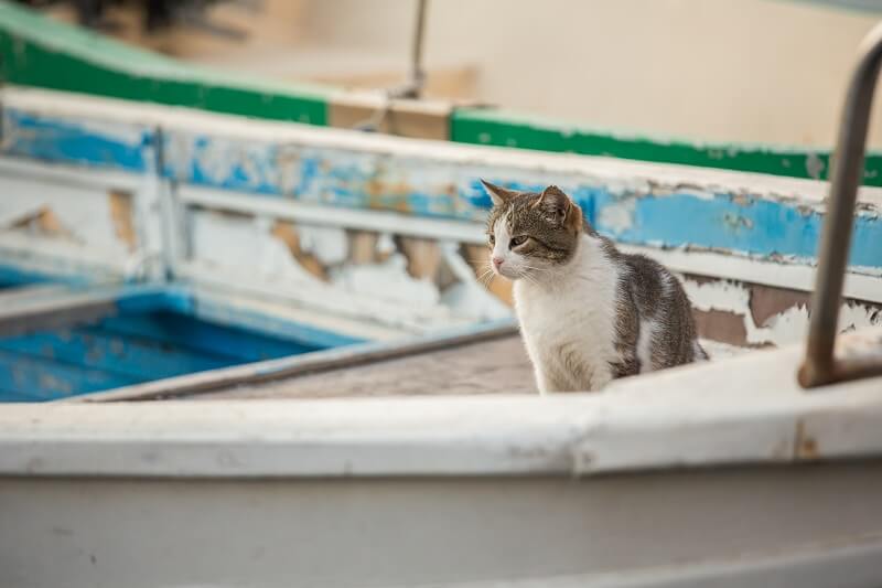 cat sat in a boat