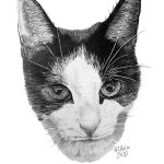 Our very own Whisky, a pencil drawing drawn by Garry Aston from www.garryspencildrawings.co.uk