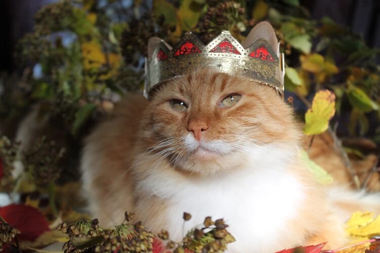 a famous cat wearing a crown