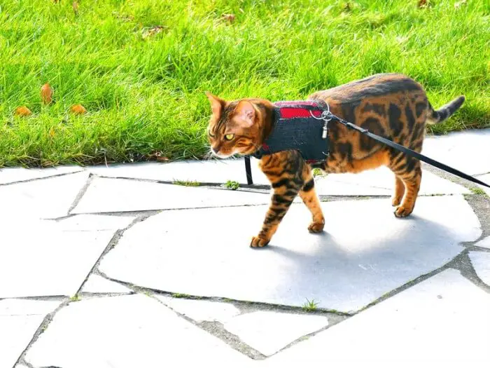 bengal cat on harness and lead